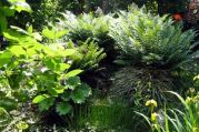 Gartenteich Ideen von Bach Gartenbau - Landschaftsbau aus Troisdorf