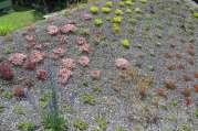 Dachbegrünung von U. Bach Gartenbau - Landschaftsbau - Troisdorf