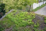 Dachbegrünung von U. Bach Gartenbau - Landschaftsbau - Troisdorf