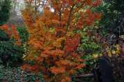Privatgarten, Garten, Hausgarten, Landschaftsarchitektur von Bach Gartenbau - Landschaftsbau - Troisdorf