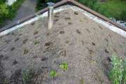 Dachbegrünung von U. Bach Gartenbau - Landschaftsbau - Troisdorf