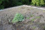Dachbegrünung von U. Bach Gartenbau - Landschaftsbau - Troisdorf
