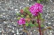 Dachbegrünung von U. Bach Gartenbau - Landschaftsbau - Troisdorf