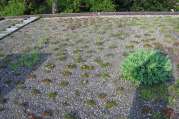 Dachbegrünung von U. Bach Gartenbau - Landschaftsbau - Troisdorf
