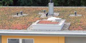 Dachbegruenung extensiv von U. Bach Gartenbau - Landschaftsbau - Troisdorf