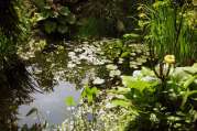 Gartenteich Ideen von Bach Gartenbau - Landschaftsbau aus Troisdorf