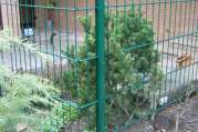 Stabgitterzaun Sichtschutz von U. Bach Gartenbau - Landschaftsbau - Troisdorf