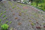 Dachbegrünung von U. Bach Gartenbau - Landschaftsbau - Troisdorf