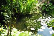 Gartenteich Ideen von Bach Gartenbau - Landschaftsbau aus Troisdorf