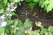 Gartenbewässerung planen mit Gardena von Bach Gartenbau - Landschaftsbau - Troisdorf