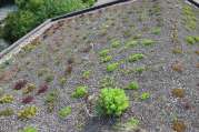 Dachbegrünung von U. Bach Gartenbau - Landschaftsbau - Troisdorf