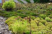 Dachbegrünung von U. Bach Gartenbau - Landschaftsbau - Troisdorf