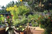 Intensive Dachbegrünung von U. Bach Gartenbau - Landschaftsbau - Troisdorf