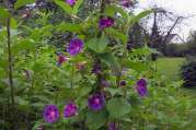 Privatgarten, Garten, Hausgarten, Landschaftsarchitektur von Bach Gartenbau - Landschaftsbau - Troisdorf