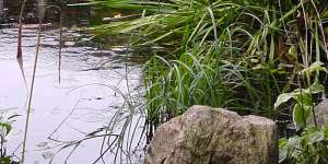 Gartenteich von U. Bach Gartenbau - Landschaftsbau - Troisdorf
