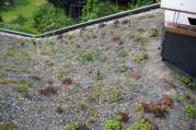 Dachbegrünung von U. Bach Gartenbau - Landschaftsbau - Troisdorf