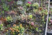 Dachbegrünung von U. Bach Gartenbau - Landschaftsbau - Troisdorf