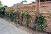 Holzzaun als Sichtschutz von U. Bach Gartenbau - Landschaftsbau - Troisdorf