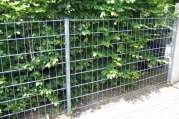 Stabgitterzaun Sichtschutz von U. Bach Gartenbau - Landschaftsbau - Troisdorf